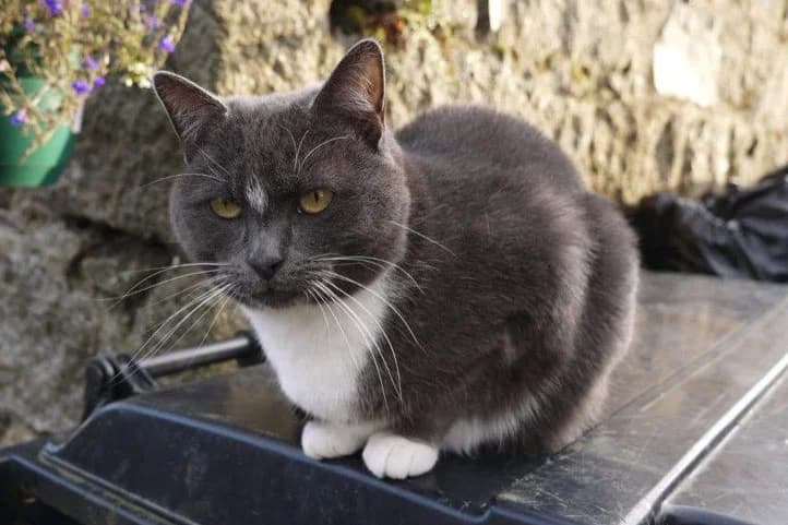 Onion, female mixed breed for adoption at Willows Animal Sanctuary