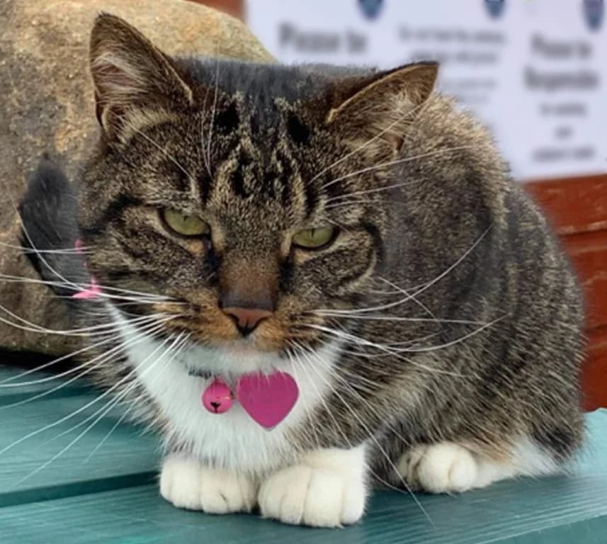 Rosy Posy, female mixed breed for adoption at Willows Animal Sanctuary