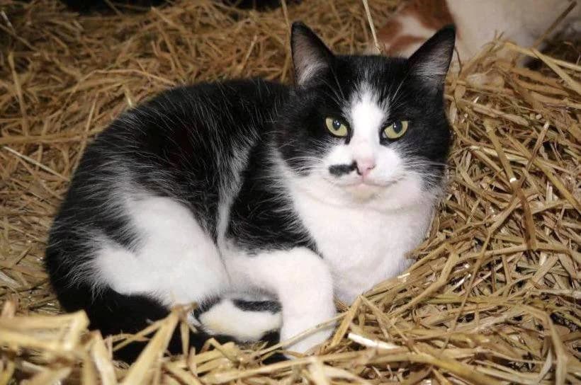 Jamelia, female mixed breed for adoption at Willows Animal Sanctuary