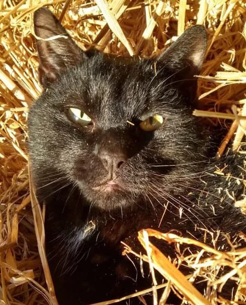 Blackberry, male mixed breed for adoption at Willows Animal Sanctuary