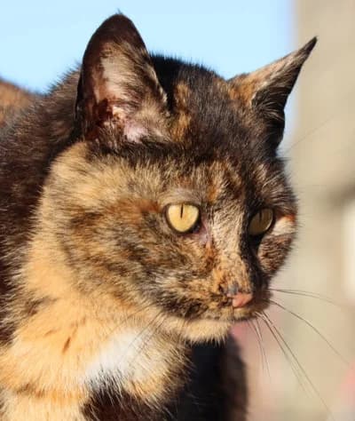 Angel, female mixed breed for adoption at Willows Animal Sanctuary
