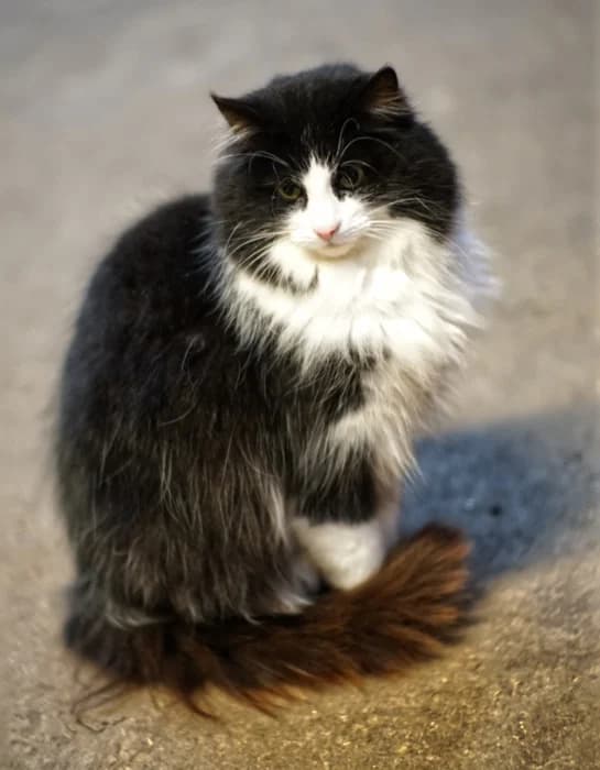Rosie, female mixed breed for adoption at Willows Animal Sanctuary