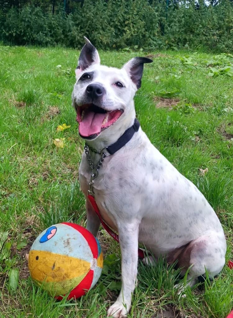 Oreo, female Siamese for adoption at Windyway Animal Rescue, Macclesfield
