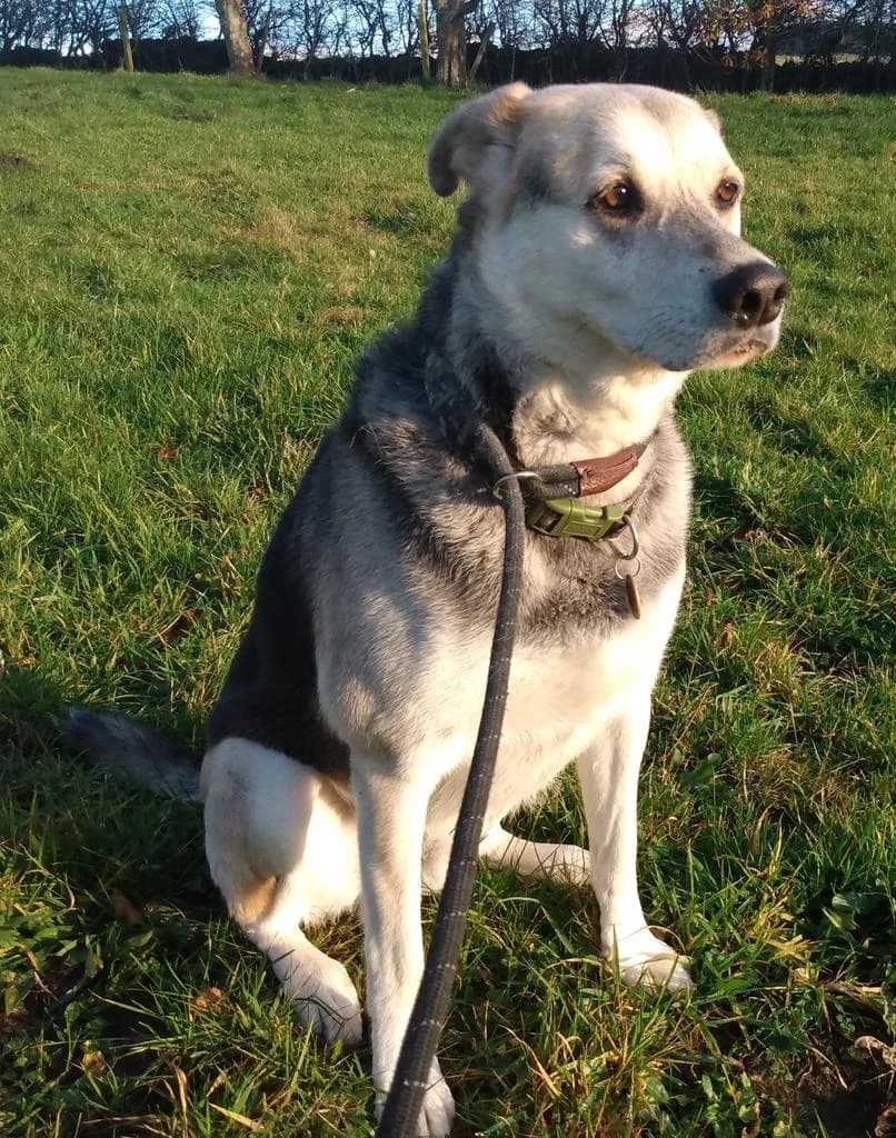 Oreo, female 6yo Siamese for adoption at Windyway Animal Rescue, Macclesfield