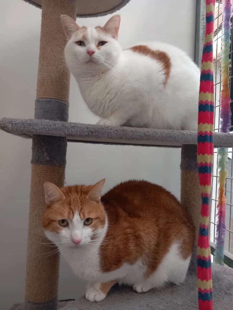 Barbara Pontifract (Babs), female 4yo Siamese for adoption at Windyway Animal Rescue, Macclesfield