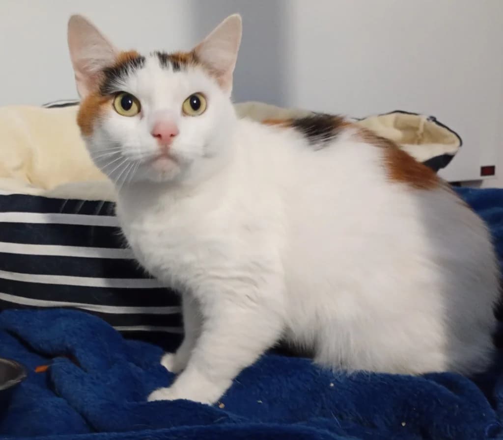 Barbara Pontifract (Babs), female 4yo Siamese for adoption at Windyway Animal Rescue, Macclesfield