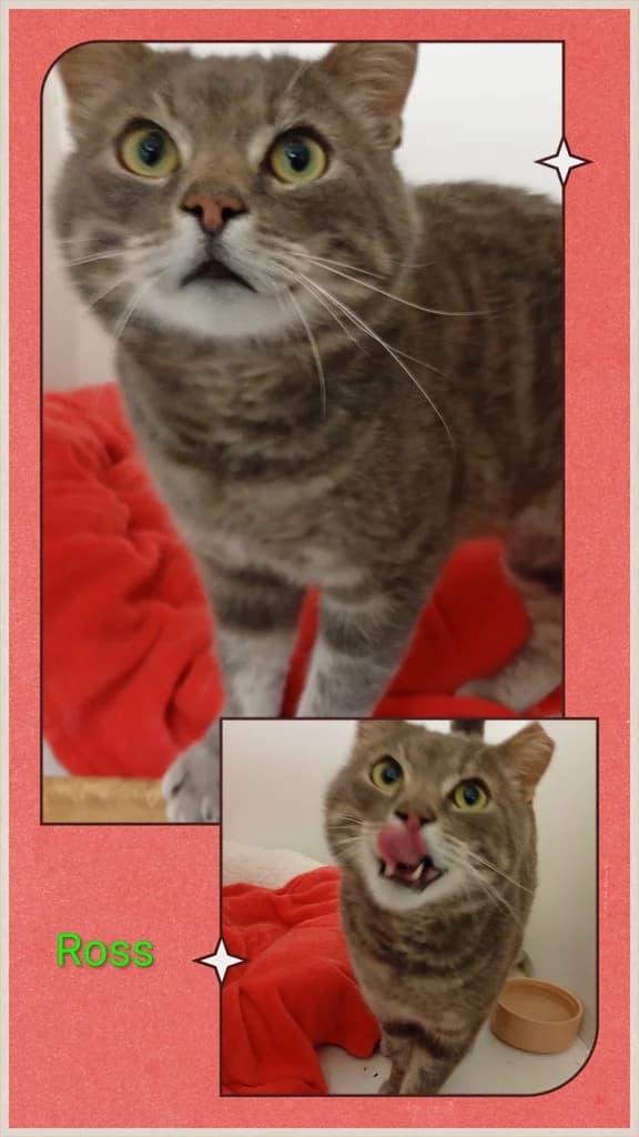 Ross, male 4yo Siamese for adoption at Windyway Animal Rescue, Macclesfield