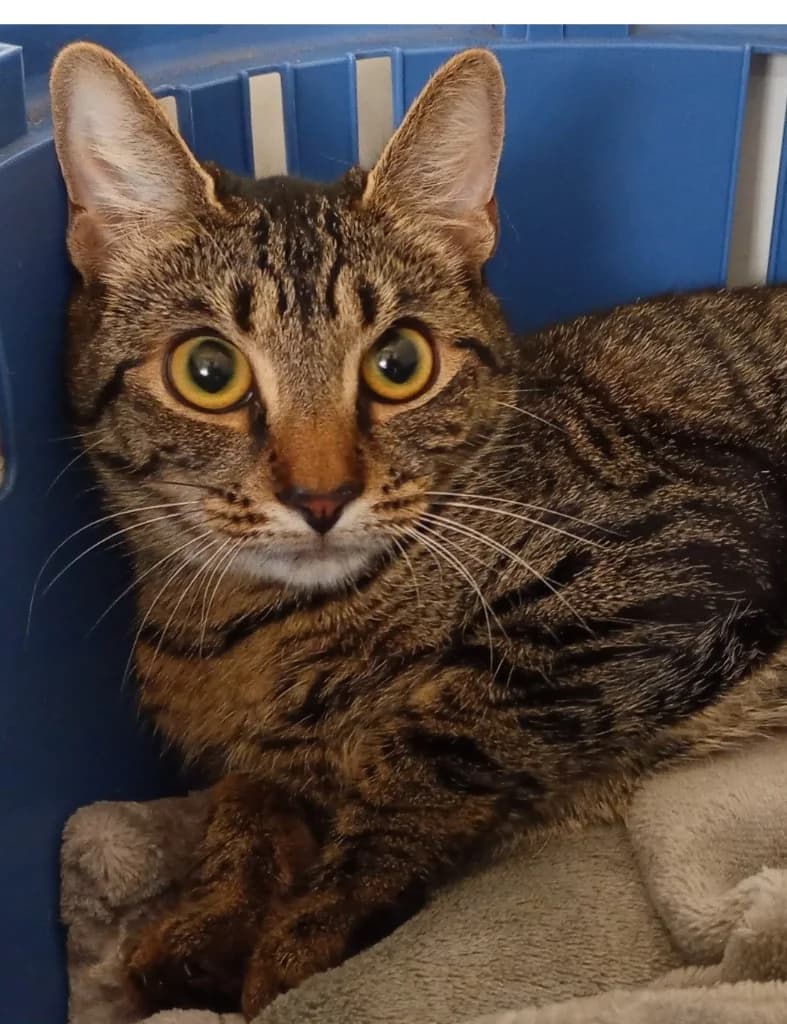 Tigra, female young Siamese for adoption at Windyway Animal Rescue, Macclesfield