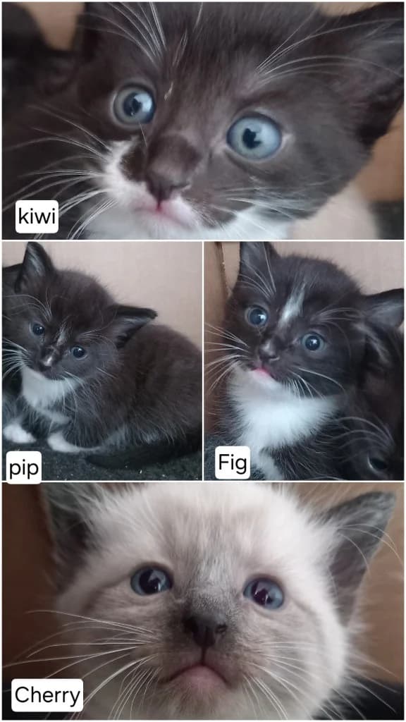 Berry's Kittens - Kiwi, Pip, Fig, & Cherry, female puppy Siamese for adoption at Windyway Animal Rescue, Macclesfield