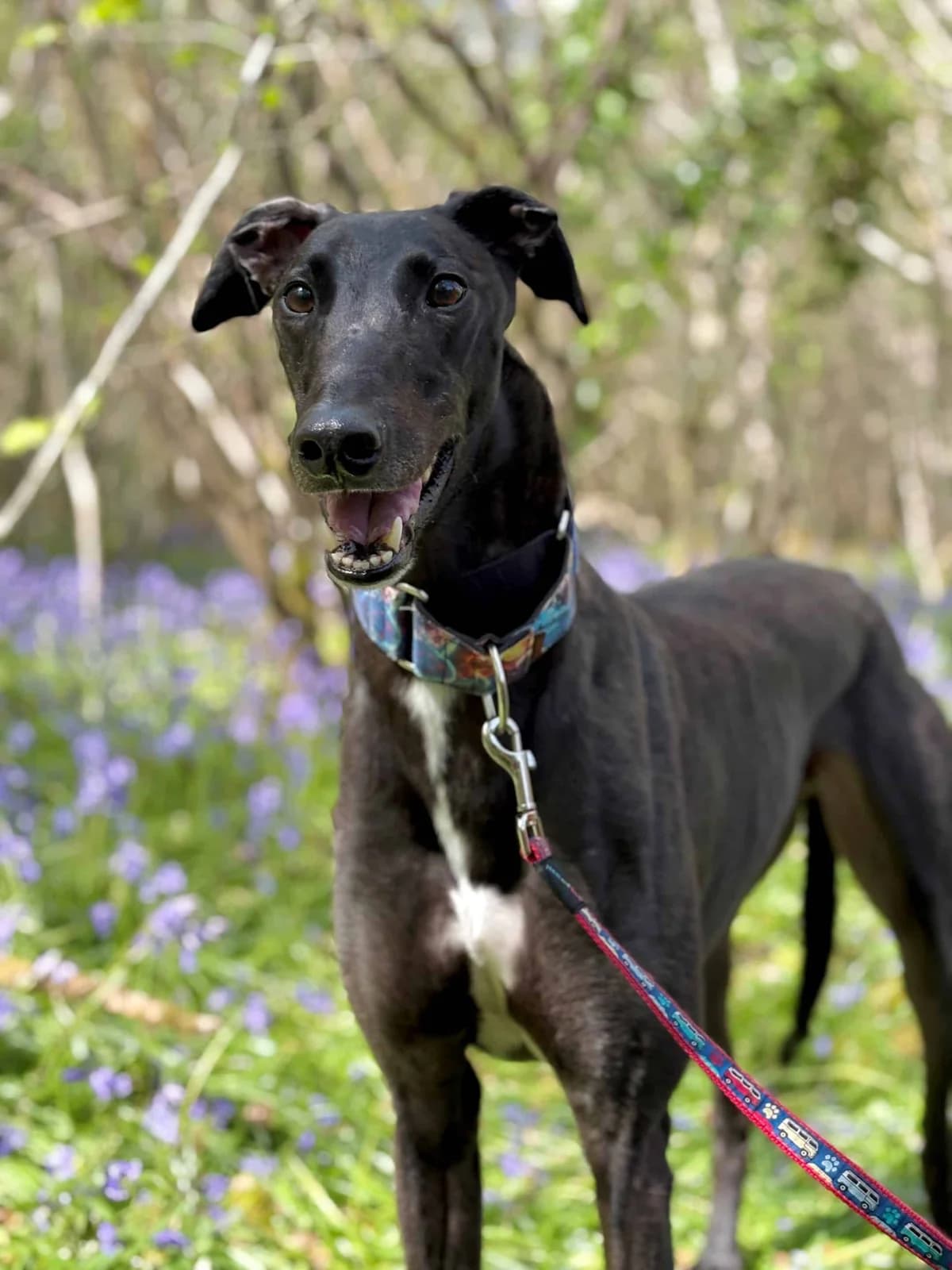 Acey, male Mixed Breed for adoption at Woodside Animal Welfare, Plymouth