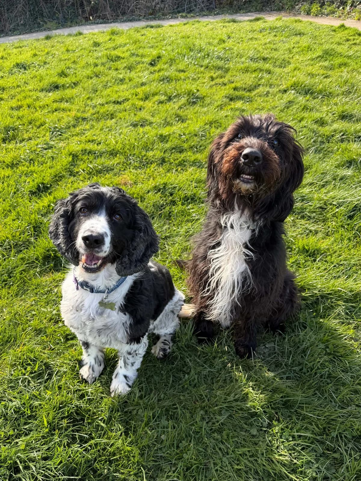 Anya and Elsa,  Mixed Breed for adoption at Woodside Animal Welfare, Plymouth
