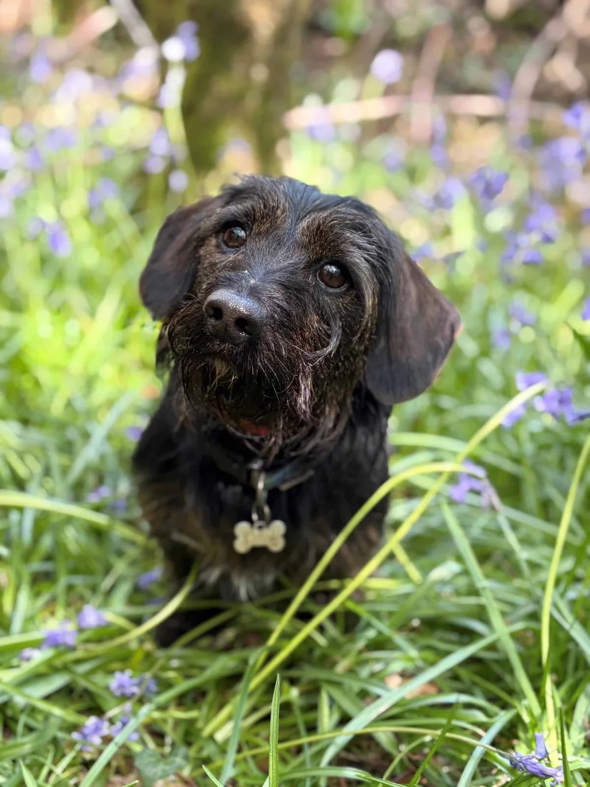 Apollo, male Mixed Breed for adoption at Woodside Animal Welfare, Plymouth