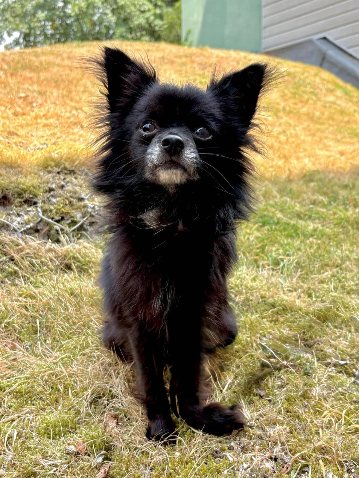 Bear, male Mixed Breed for adoption at Woodside Animal Welfare, Plymouth