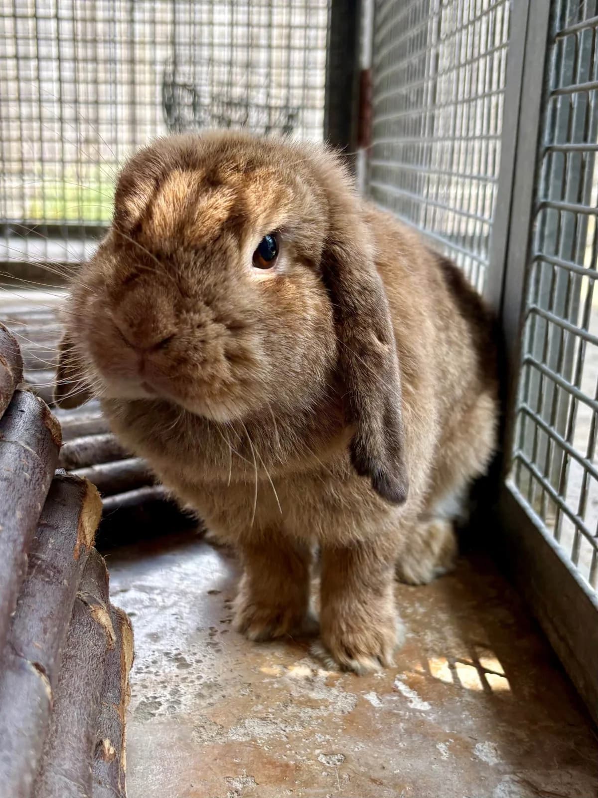 Bella, female Mixed Breed for adoption at Woodside Animal Welfare, Plymouth