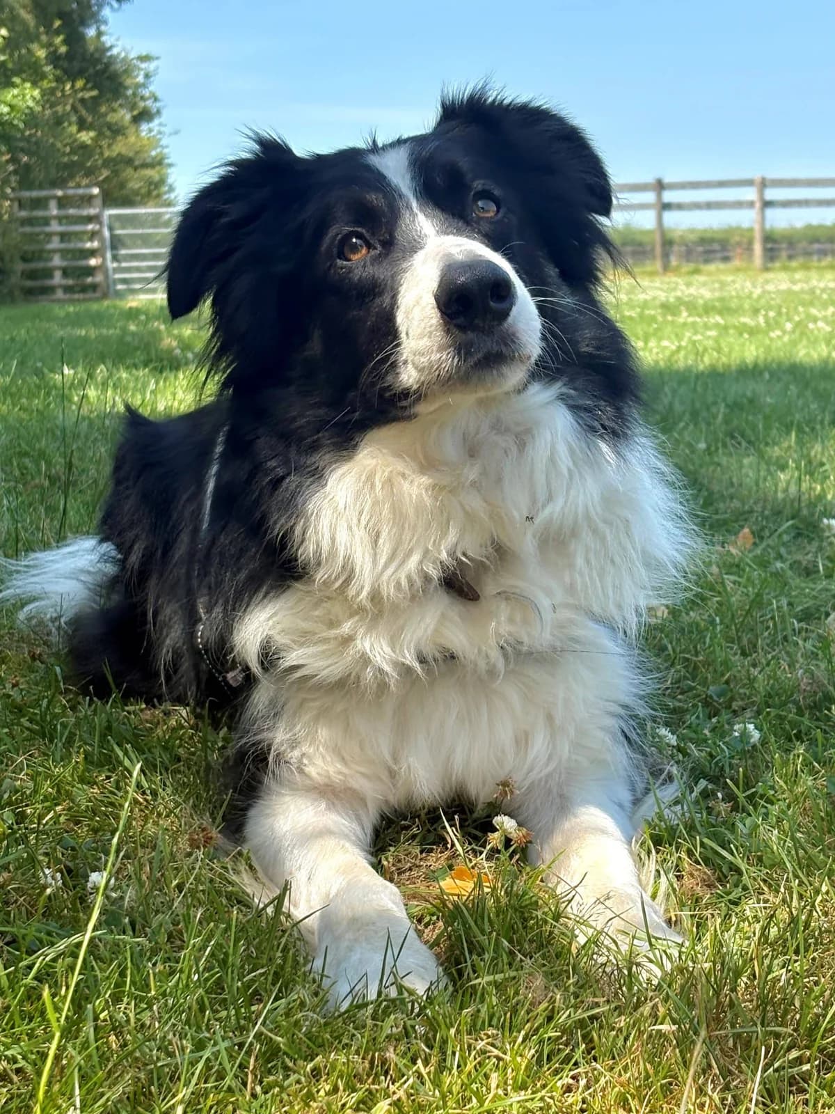 Benji, male Mixed Breed for adoption at Woodside Animal Welfare, Plymouth