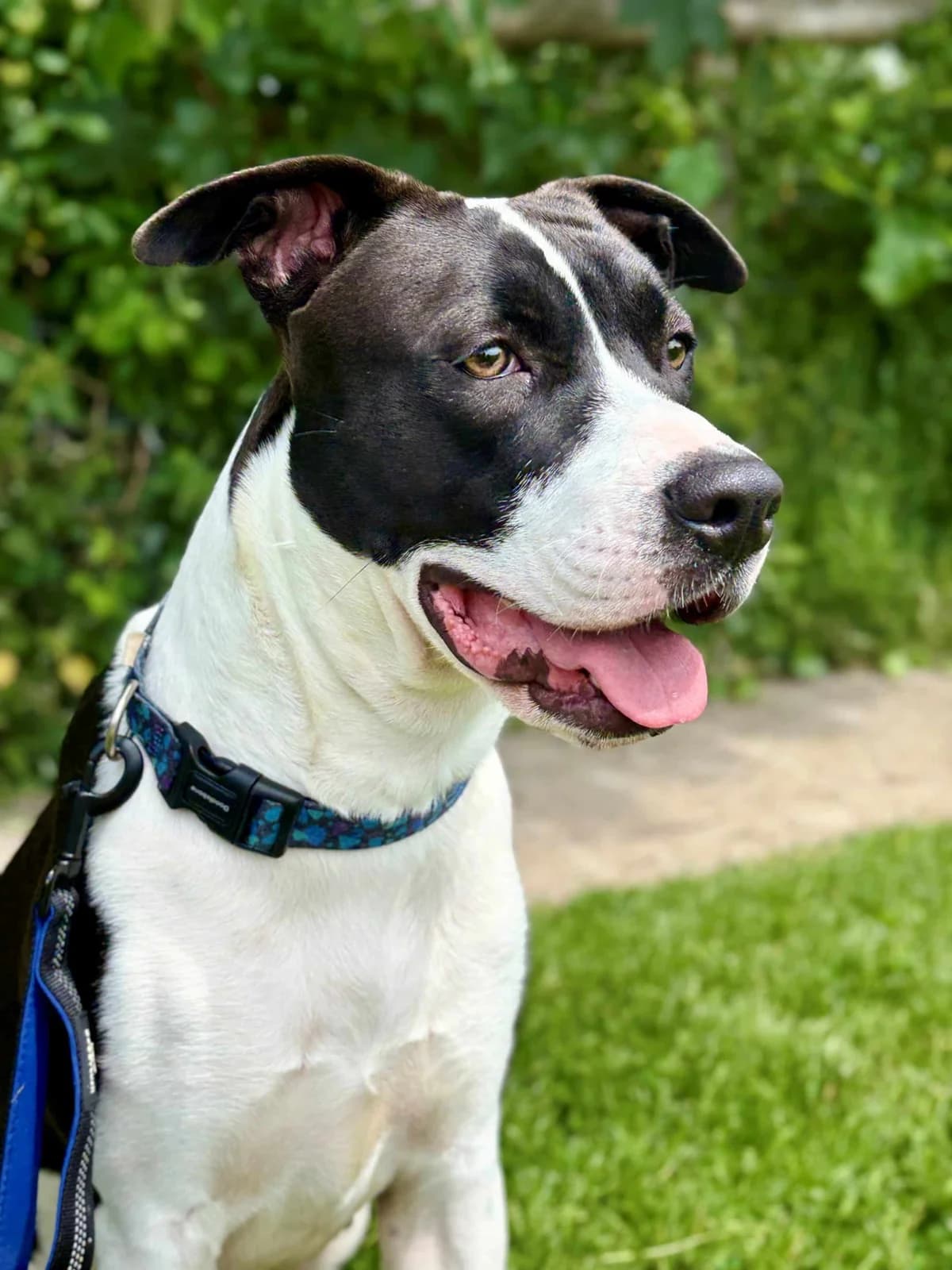 Bluebell, female Mixed Breed for adoption at Woodside Animal Welfare, Plymouth
