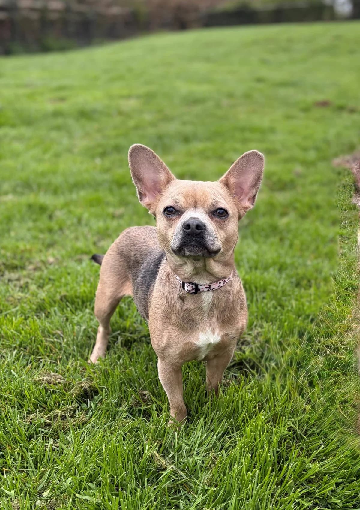 Bonnie, female Mixed Breed for adoption at Woodside Animal Welfare, Plymouth