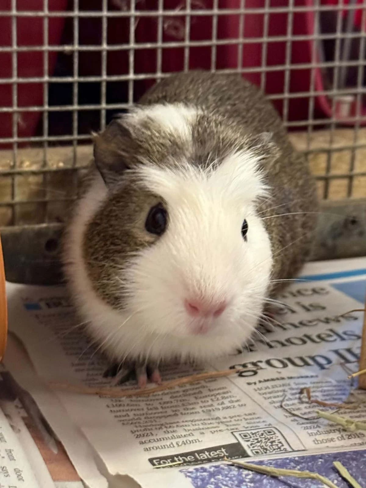 Bourbon, female Mixed Breed for adoption at Woodside Animal Welfare, Plymouth