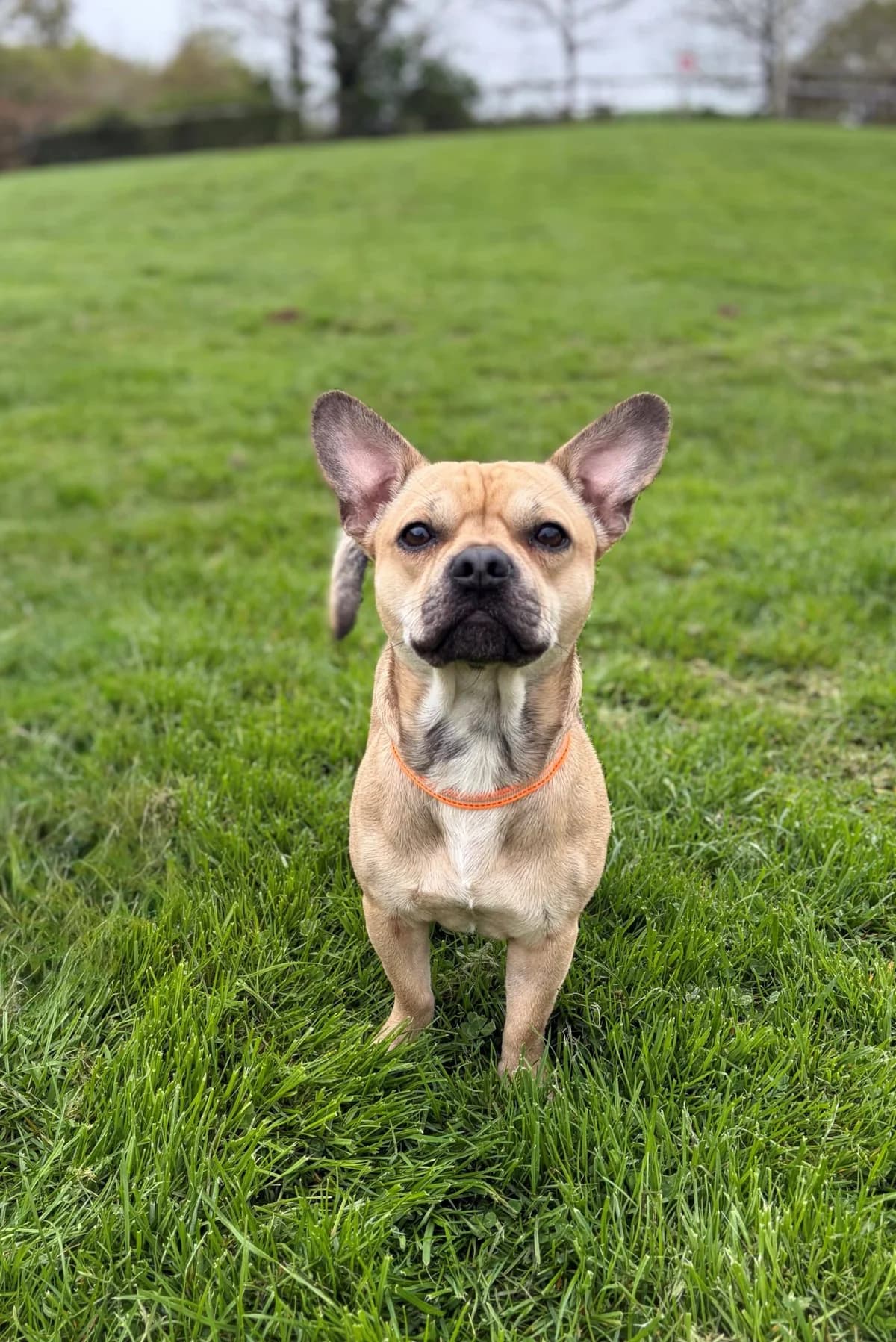 Clyde, male Mixed Breed for adoption at Woodside Animal Welfare, Plymouth