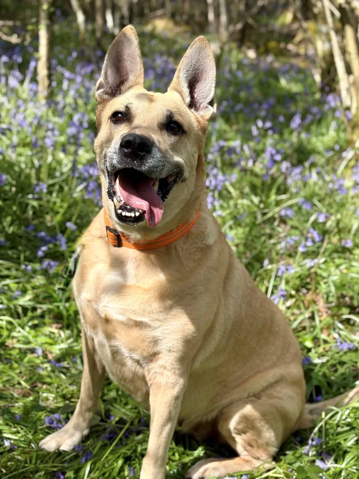 Coco, female Mixed Breed for adoption at Woodside Animal Welfare, Plymouth