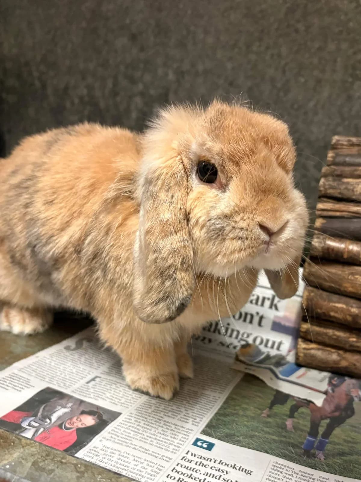 Delilah, female Mixed Breed for adoption at Woodside Animal Welfare, Plymouth