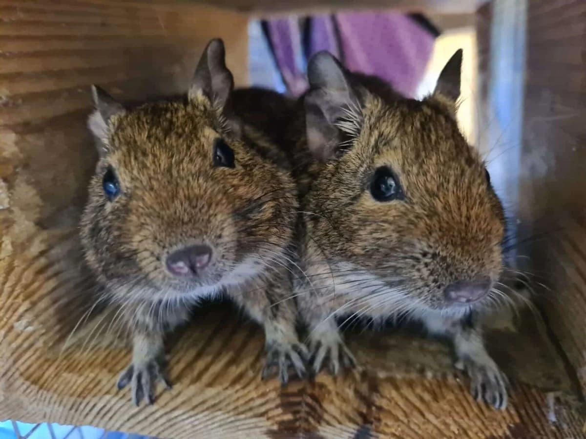 Female degus x 12, female Mixed Breed for adoption at Woodside Animal Welfare, Plymouth