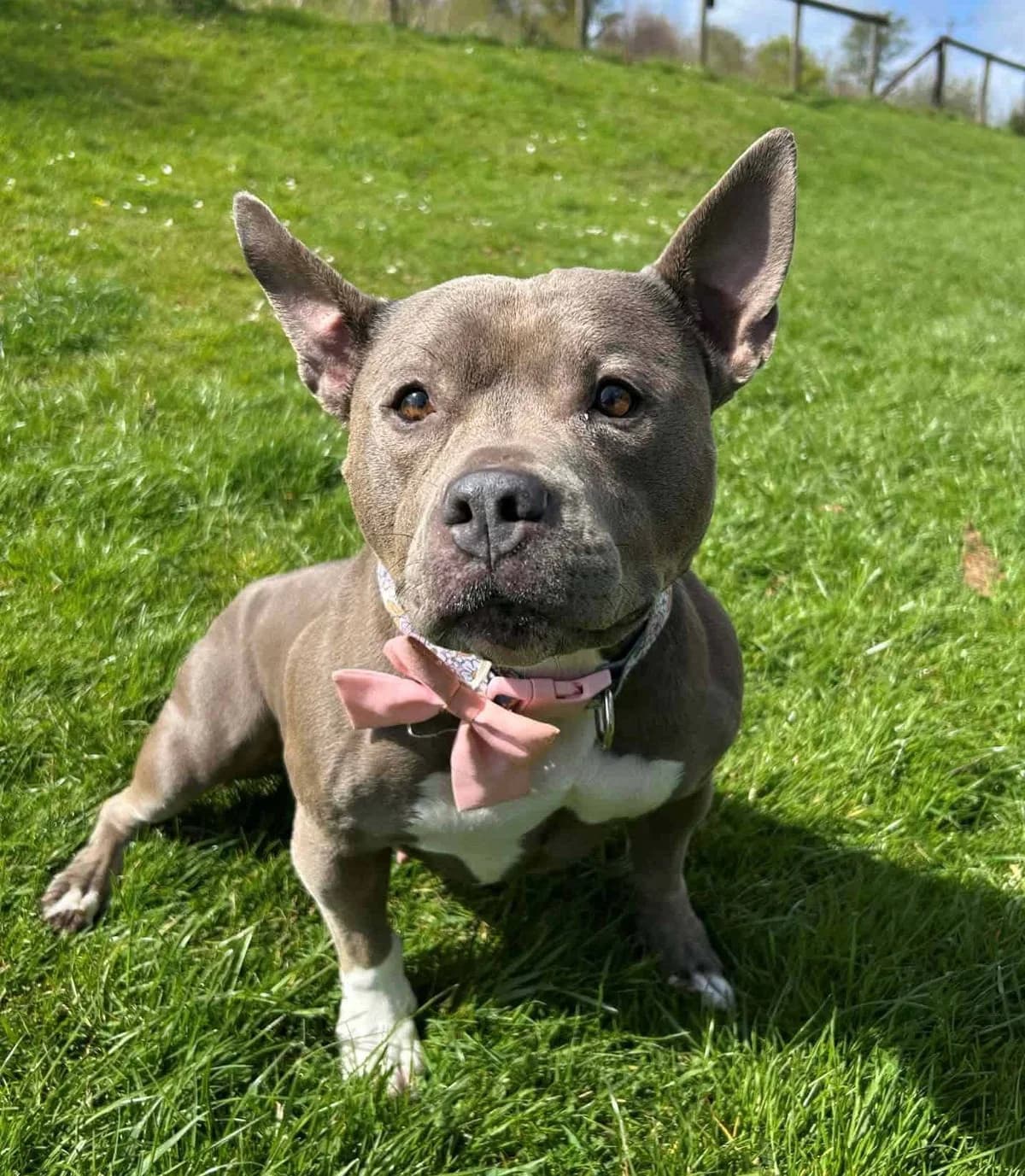 Flo, female Mixed Breed for adoption at Woodside Animal Welfare, Plymouth