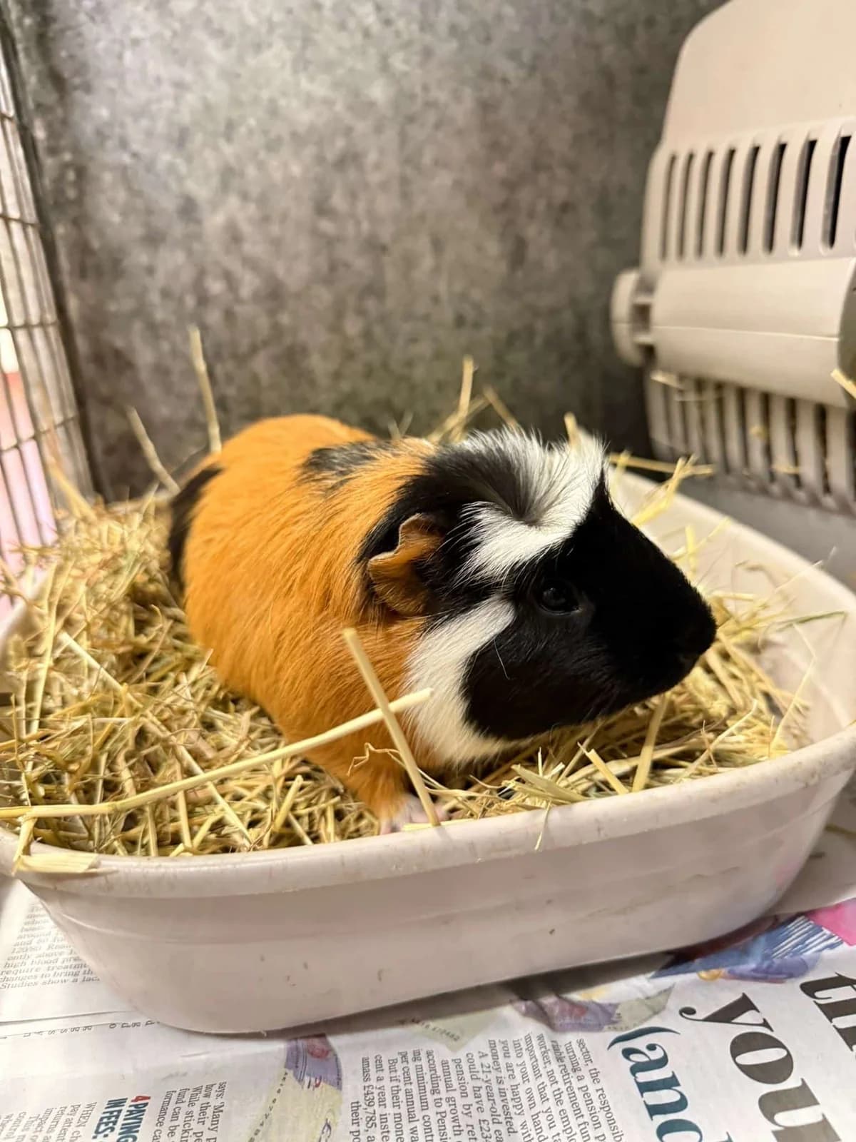 Fred, female Mixed Breed for adoption at Woodside Animal Welfare, Plymouth