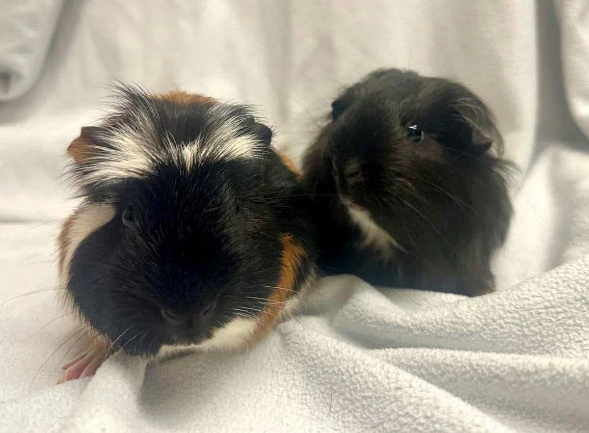 Fred + Elsa, male Mixed Breed for adoption at Woodside Animal Welfare, Plymouth