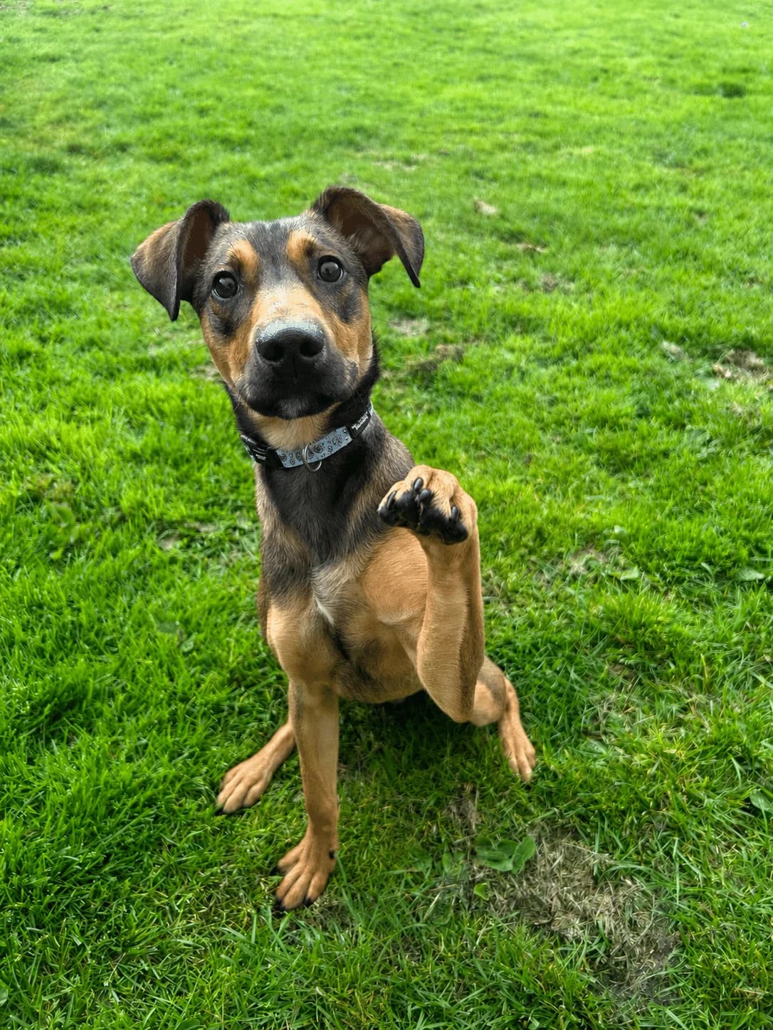 Freddie, male Mixed Breed for adoption at Woodside Animal Welfare, Plymouth