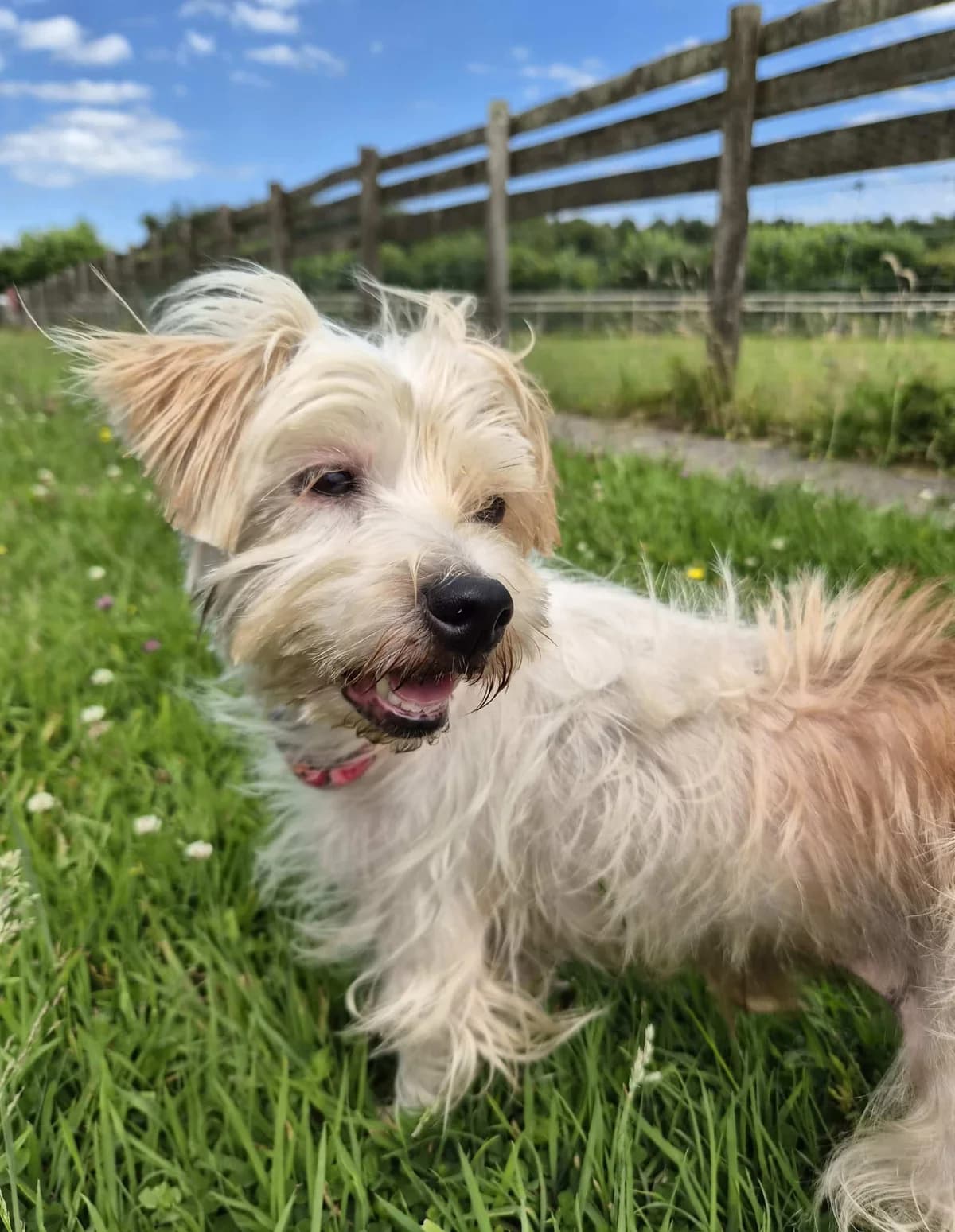 Hades, female senior Mixed Breed for adoption at Woodside Animal Welfare, Plymouth
