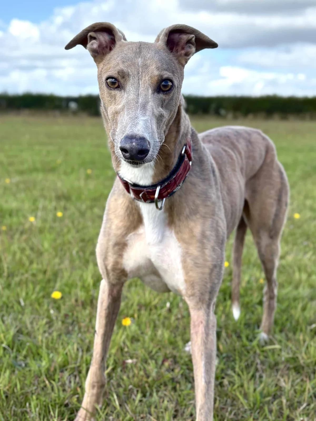 Hector, male Greyhound for adoption at Woodside Animal Welfare, Plymouth