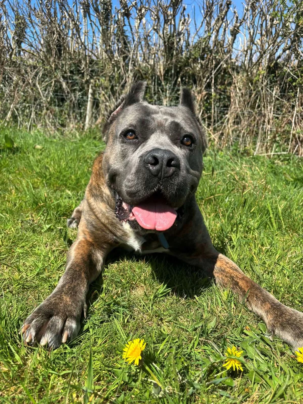Jago,  Mixed Breed for adoption at Woodside Animal Welfare, Plymouth