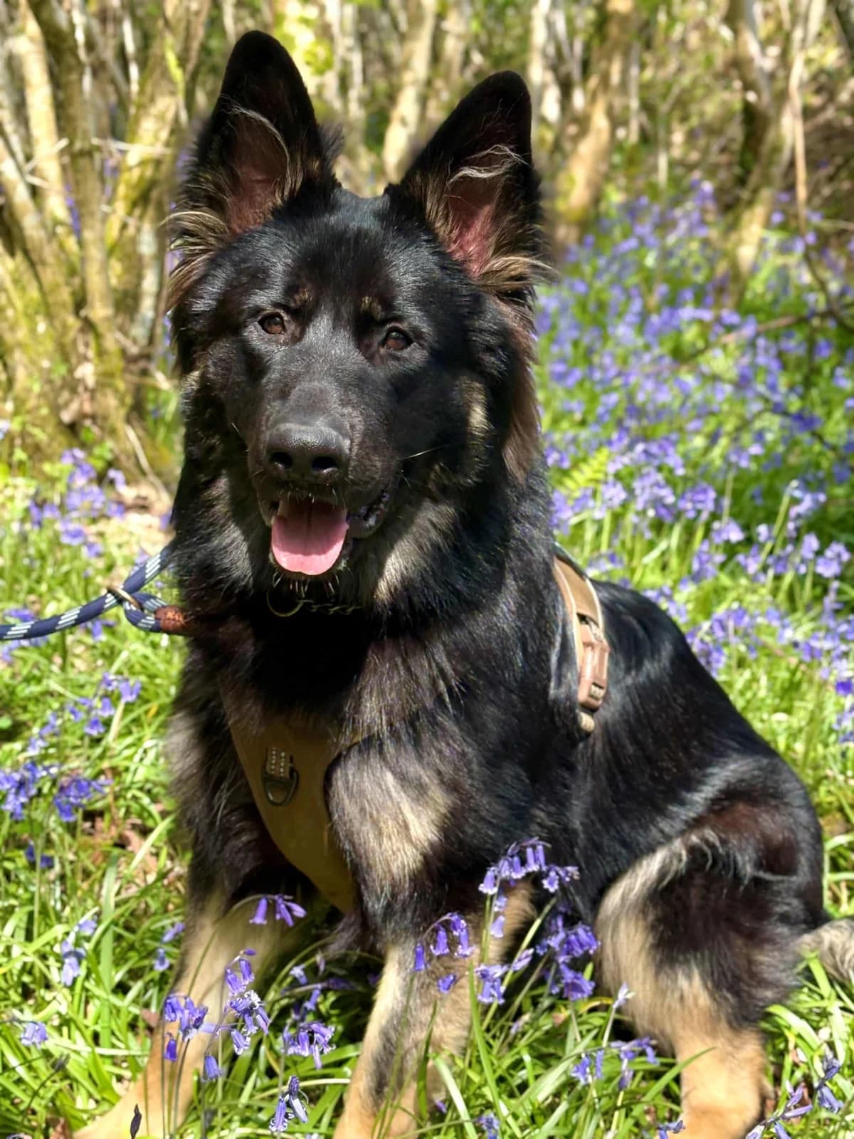 Koda,  Mixed Breed for adoption at Woodside Animal Welfare, Plymouth