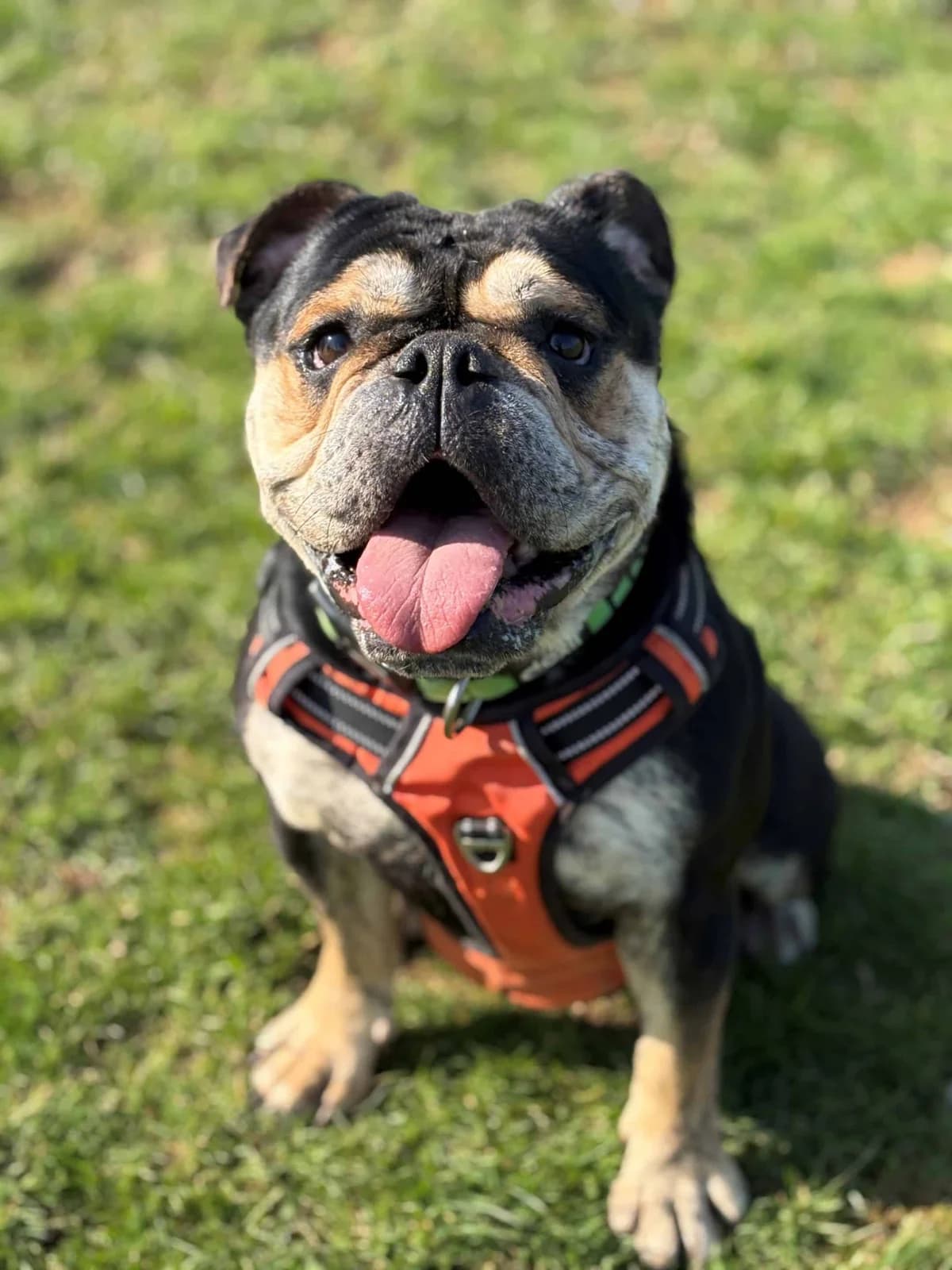 Mable, female mixed breed for adoption at Woodside Animal Welfare, Plymouth