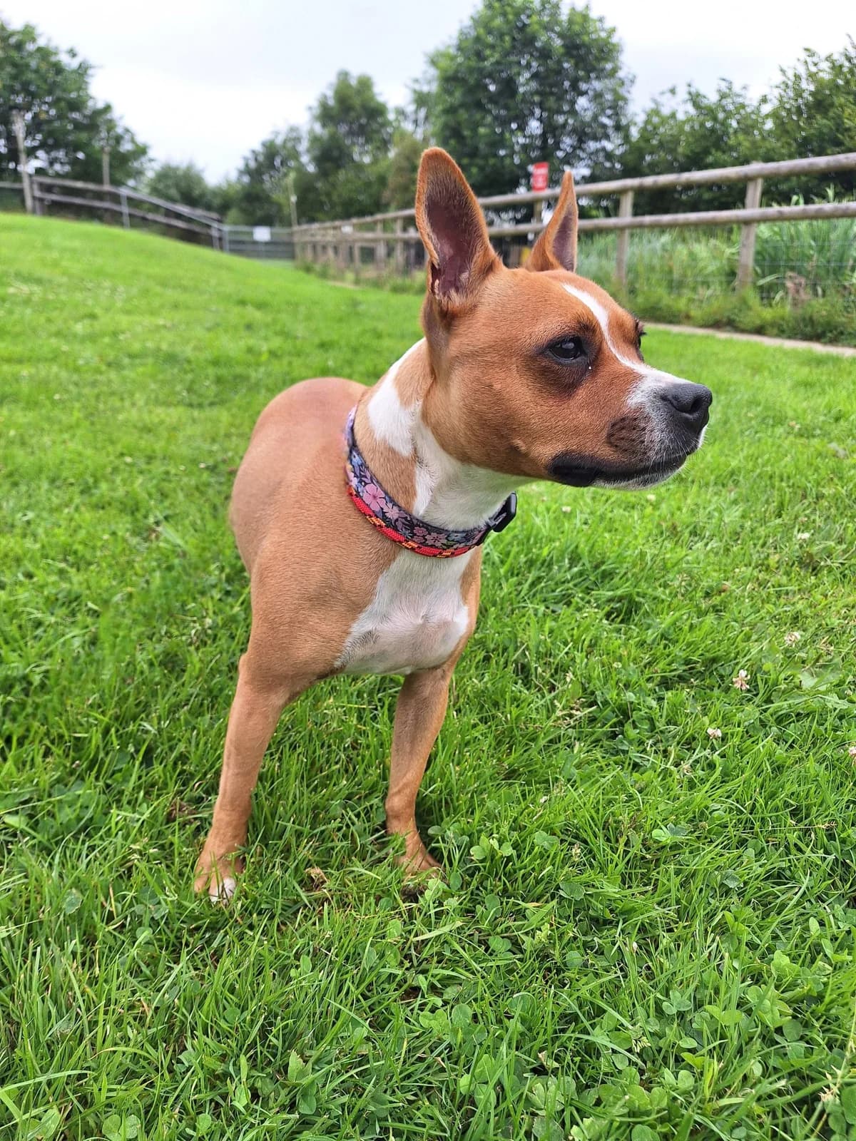 Maizie, female Mixed Breed for adoption at Woodside Animal Welfare, Plymouth
