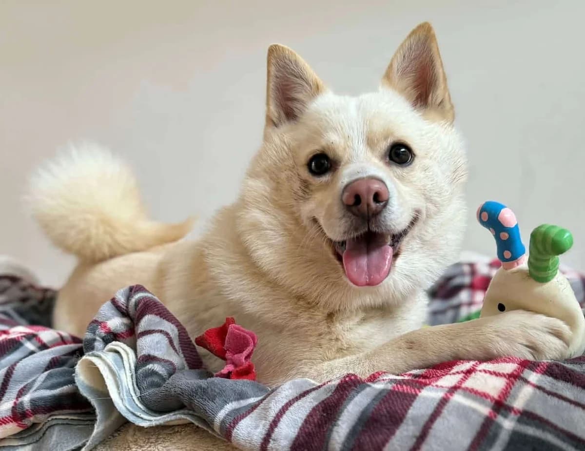 Max, male Mixed Breed for adoption at Woodside Animal Welfare, Plymouth