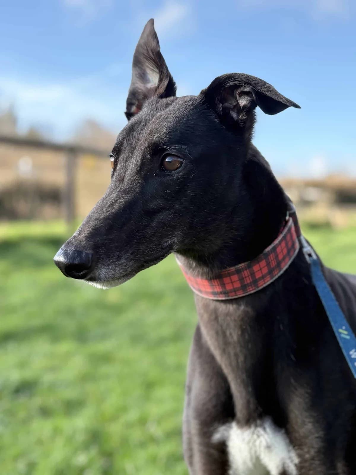 Ninja, male Mixed Breed for adoption at Woodside Animal Welfare, Plymouth