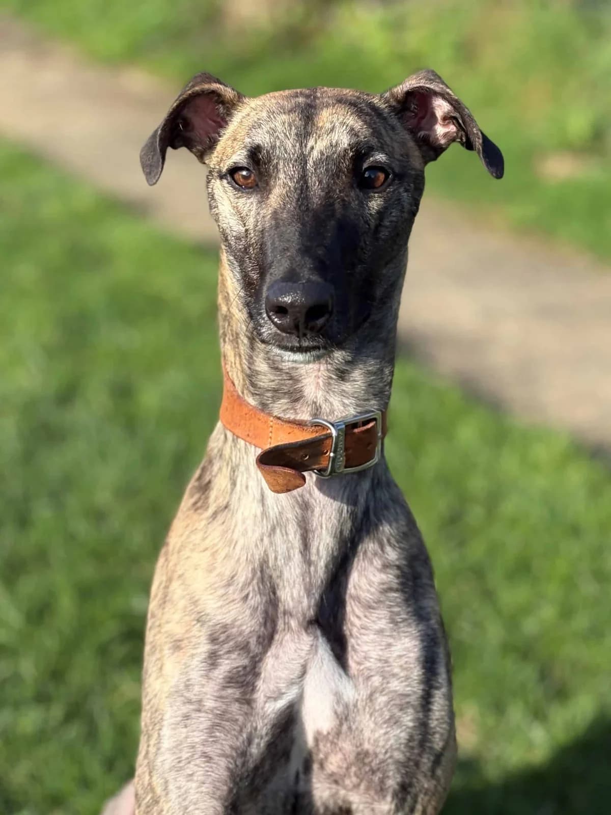 Oakley, male Mixed Breed for adoption at Woodside Animal Welfare, Plymouth