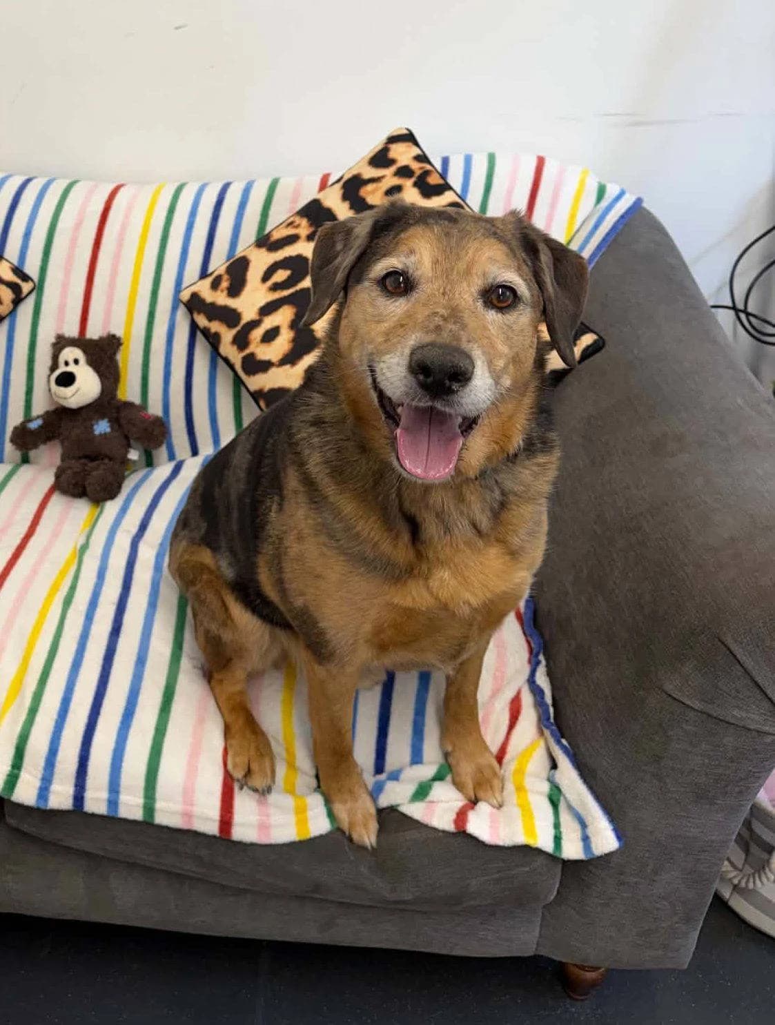 Opie, male Mixed Breed for adoption at Woodside Animal Welfare, Plymouth