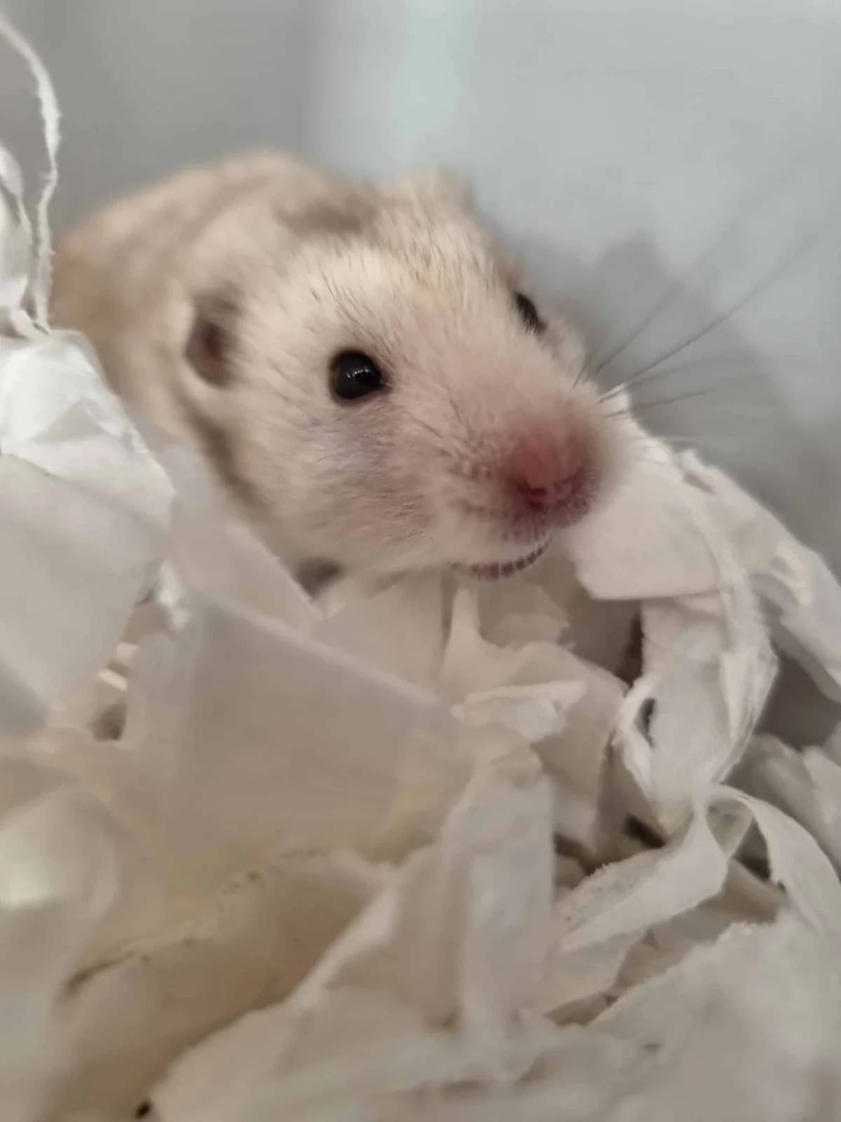 Phil, male Mixed Breed for adoption at Woodside Animal Welfare, Plymouth