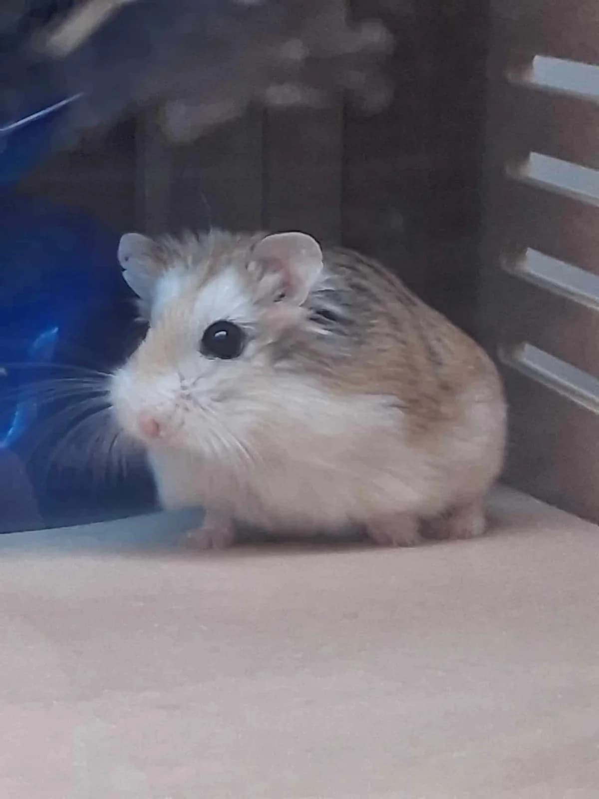 Remy, female Mixed Breed for adoption at Woodside Animal Welfare, Plymouth