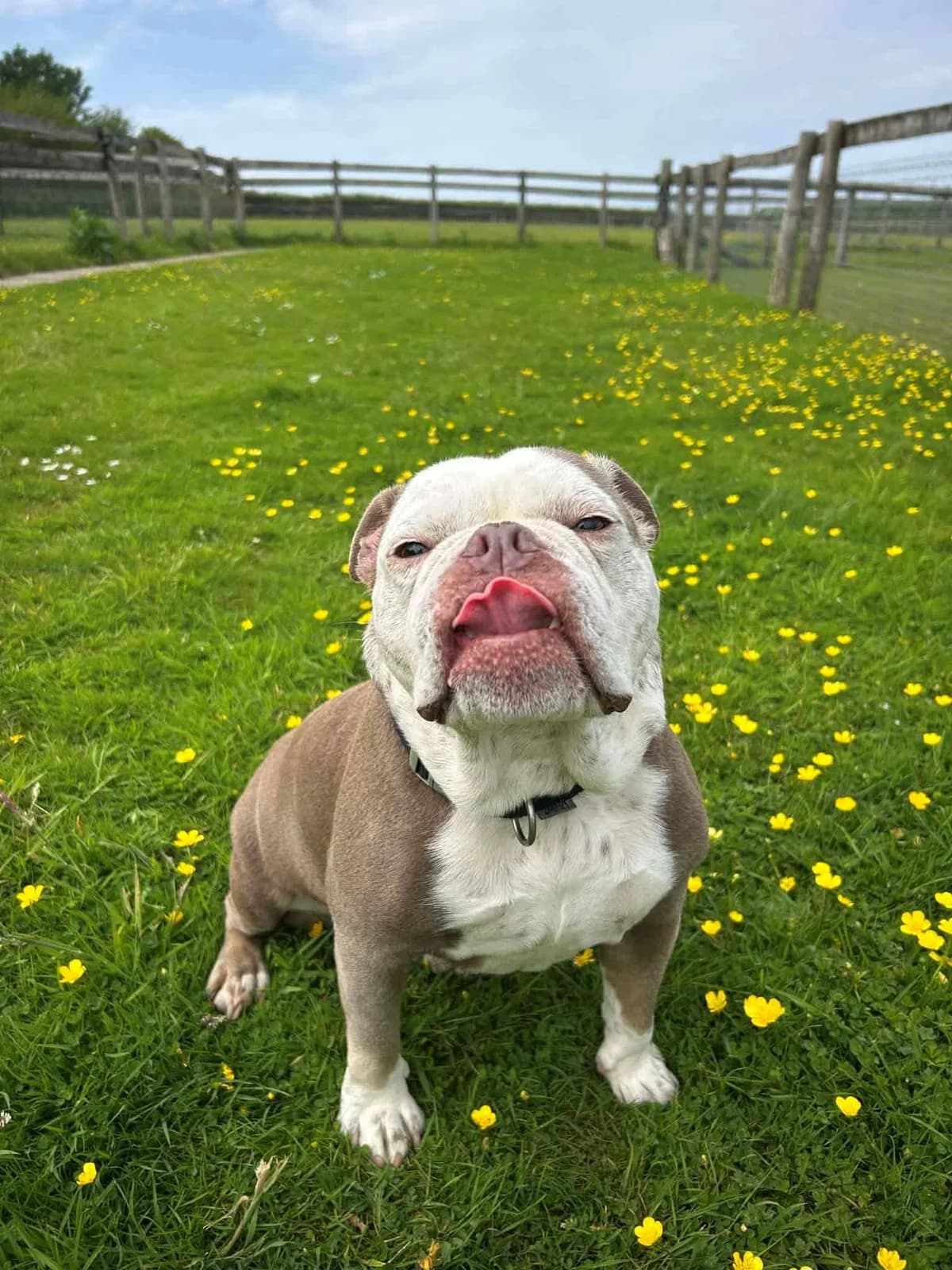 Renee, female Mixed Breed for adoption at Woodside Animal Welfare, Plymouth