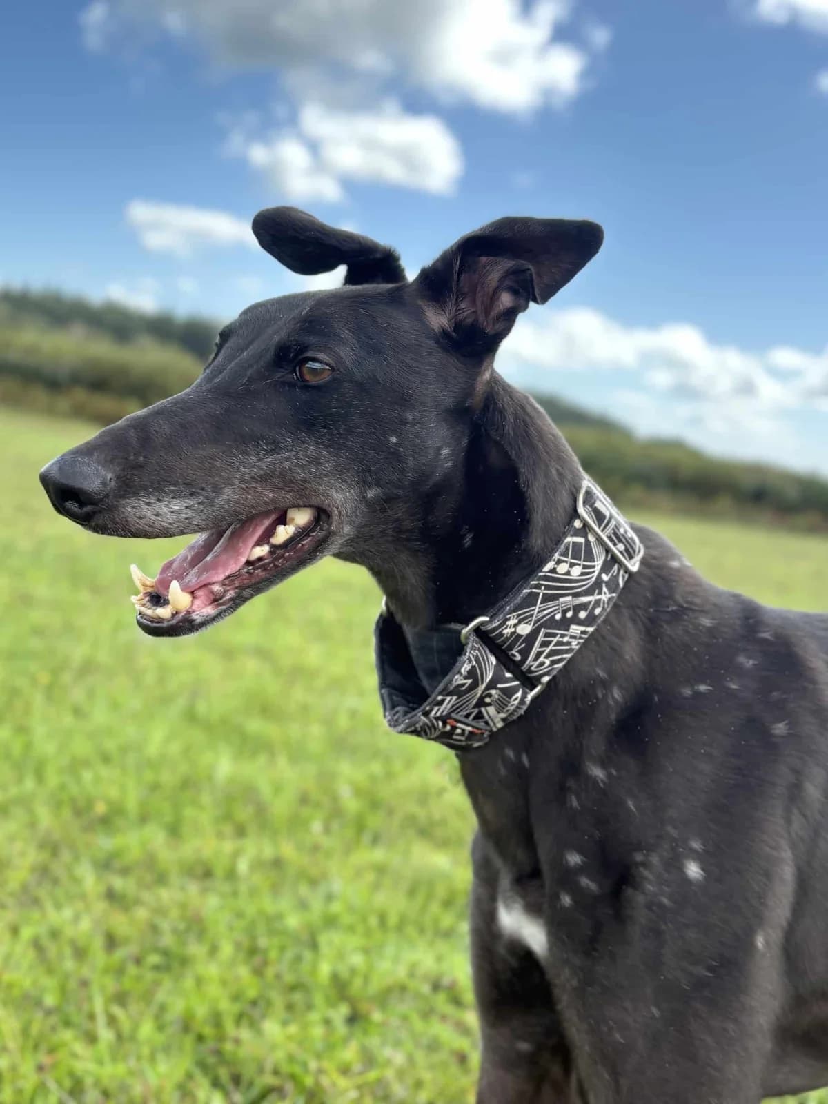 Riley, male Greyhound for adoption at Woodside Animal Welfare, Plymouth