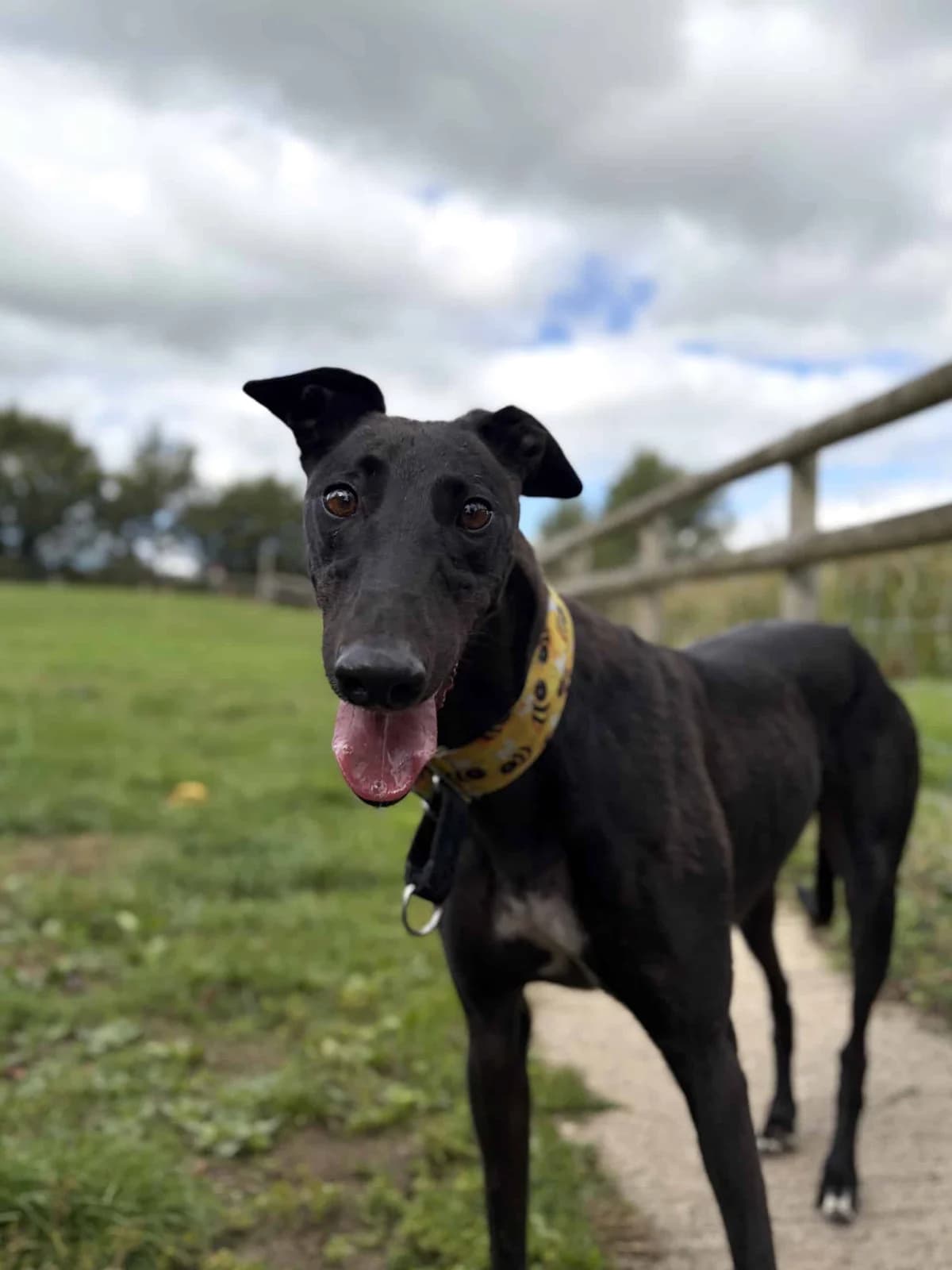 Roxanne, female Greyhound for adoption at Woodside Animal Welfare, Plymouth