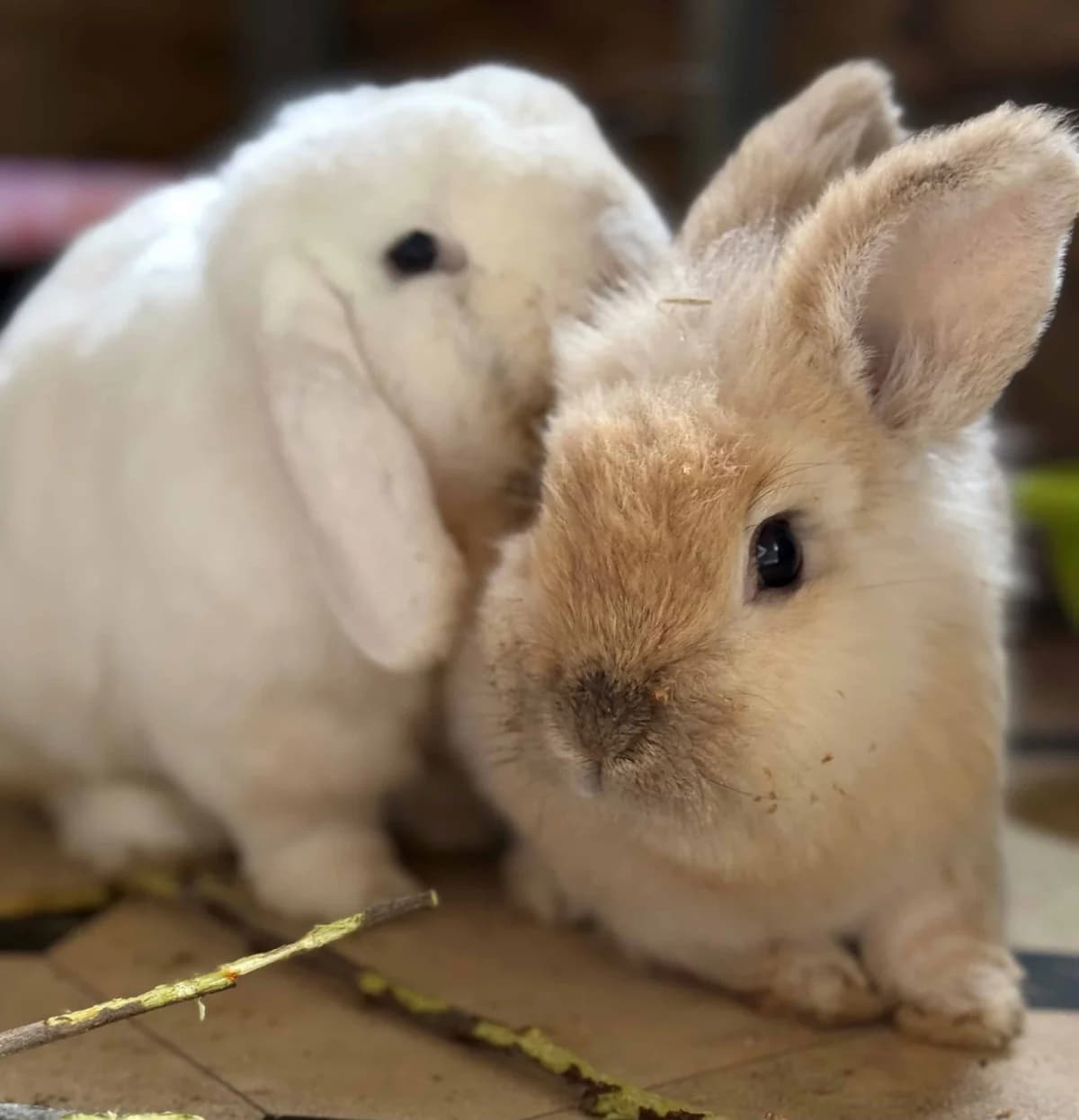 Sunni and Coco, male Mixed Breed for adoption at Woodside Animal Welfare, Plymouth