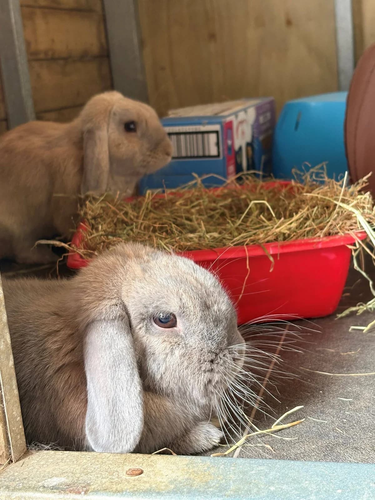 Talia & Rocky, female Mixed Breed for adoption at Woodside Animal Welfare, Plymouth