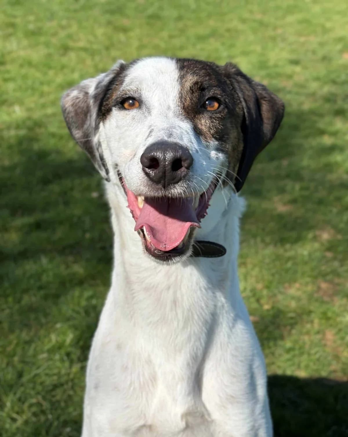 Tank, male Mixed Breed for adoption at Woodside Animal Welfare, Plymouth