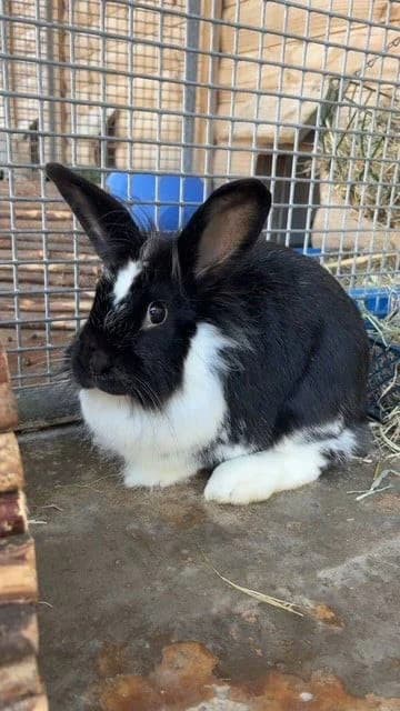 Tink, female Mixed Breed for adoption at Woodside Animal Welfare, Plymouth