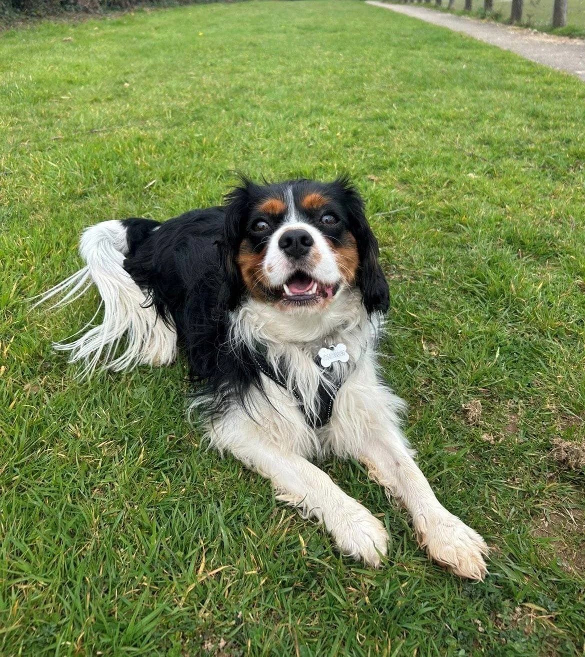 Tucker, male Mixed Breed for adoption at Woodside Animal Welfare, Plymouth